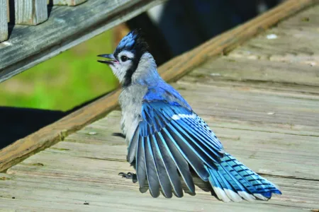 Bluest of blue jays